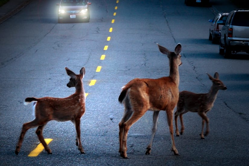 Deer Crossing Busy Road At Dusk