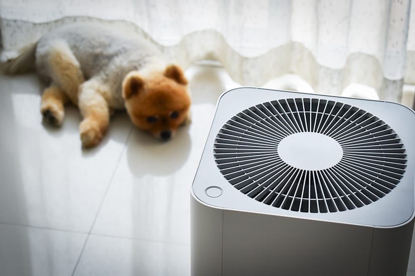 Dog laying on floor with cooling system in foreground
